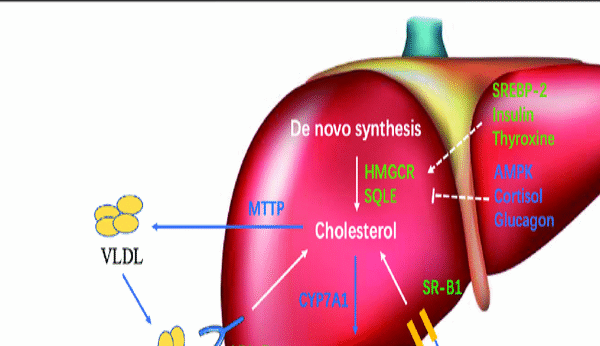 Kolesterol: Musuh dalam selimut atau kawan yang disalah faham?