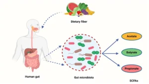 Masalah usus, Bakteria baik, Tenang 